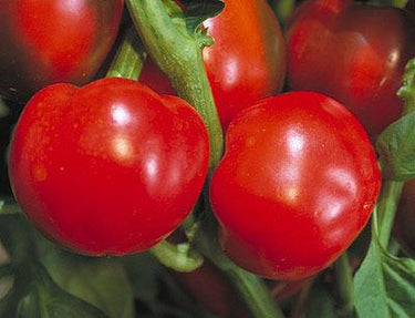 Pimiento Elite F1 Pepper Seeds - The Pepper Pantry (Formerly Marie Sharp's)